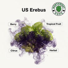 Erebus Hop Pellets 2025 – US Citrus & Stone Fruit Aroma Hops